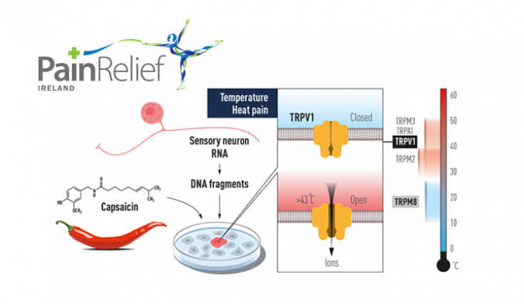 Nobel Prize 2021 recognises pain research!